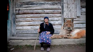 Рысь и стая волков схлестнулись в жесткой схватке за жизнь старушки