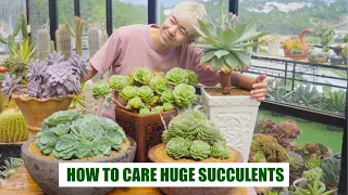 HOW TO CARE HUGE SUCCULENTS - Watering, Fertilizer, Repotting... // 9 Years Living with Succulents