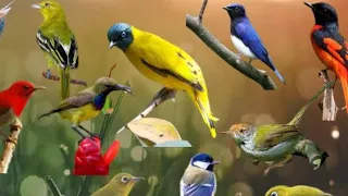 BEAUTIFUL BIRD VOICES IN THE WILD