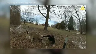 Deer knocks deputy to the ground during rescue