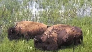 ♥♥ Relaxing Scene of Bison Grazing at Yellowstone (3 hours)