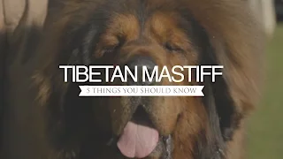 TIBETAN MASTIFF FIVE THINGS YOU SHOULD KNOW