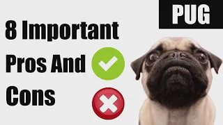 Pug Important Pros And Cons  (April 2021)