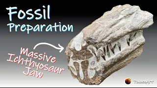 Fossil Preparation - Massive Ichthyosaur Jaw from Yorkshire Jurassic Coast (180 million years old)