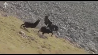 Eagle vs Goat