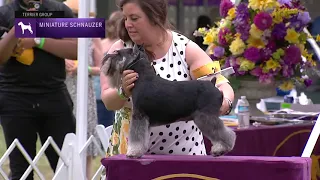 Miniature Schnauzers | Breed Judging 2021