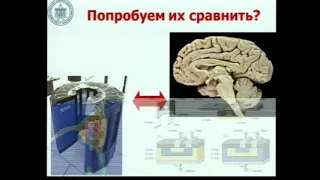 Физиология нервной системы Лебединский К.М.