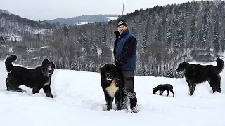 LA STANA LUI ADORIAN ADAM, CAINI CIOBANESTI MARI SI AGRESIVI PAZESC OILE DE LUPI SI URSI.