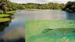 Nunca peguei tanto Lambari e traíra na varinha de mão.