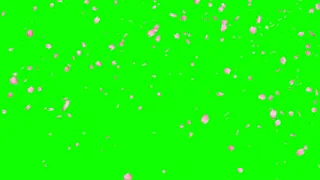 Falling Cherry Blossom Petals Effect Motion Green Screen Background Video