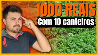 COMO GANHAR 1000 REAIS PLANTANDO COENTRO ( OU MAIS DE 1000 )
