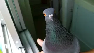 Adorable Friendly Pigeon Bird