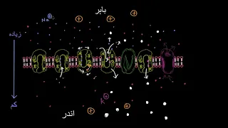 Electrochemical gradients and secondary active transport  |  Khan Academy Urdu