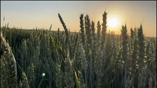 Наше бачення в вирощуванні насіннєвого матеріалу.  Огляд еліт пшениці та супер еліт ячменю