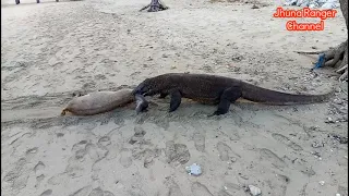 Komodo Dragons Pouncing Wild Deer on the Sea Water.