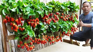 Instructions Growing Strawberries On A Vertical Wooden Frame With Plastic Jars Brings High Productiv