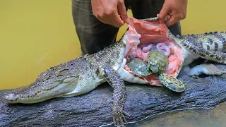 Wow! Unbelievable Three Turtle in Crocodile Stomach then Cooking Crocodile Soup
