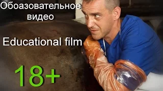 РУМЕНОТОМИЯ (Операция на рубце у коровы).18+ Rumenotomy in cattle.