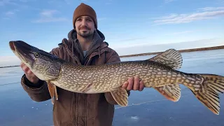 Pike=Protein | Southern Alberta Ice Fishing