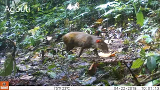 Wildlife Camera Trapping in the Jama-Coaque Reserve, Ecuador, Part I