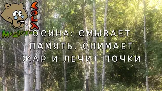 ОСИНА:  СМЫВАЕТ ПАМЯТЬ, СНИМАЕТ ЖАР И ЛЕЧИТ ПОЧКИ