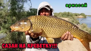 ОГРОМНЫЕ САЗАНЫ ТОЛЬКО НА КРЕВЕТКУ🦐. РЫБАЛКА НА АРНОСАЙ. крутая клёв!!!