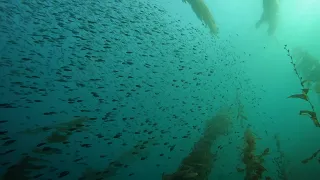 Scuba Dive the Kelp Forest of Casino Point, Catalina Island, California