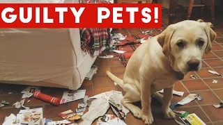 Funniest Guilty Pet Videos Weekly Compilation 2017 | Funny Pet Videos