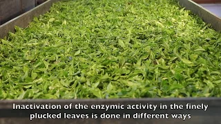 Green Tea Manufacture- Tea World