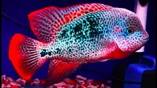 Best Top 10 Classical Flowerhorn Fish - Classical Flowerhorn Cichlids Fish