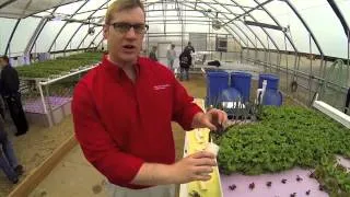 Red Claw Crayfish in an Aquaponics System