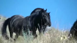 Wild Horse Island Wildlife | Flathead Lake | Wild Horses