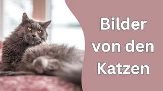 Hier sind die Ergebnisse unserer Fotoshootings mit den Katzen in Schweden