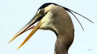 Great Blue Heron Close Up FYV