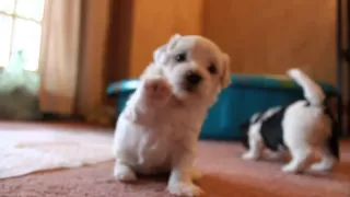 Havanese puppies playing and barking