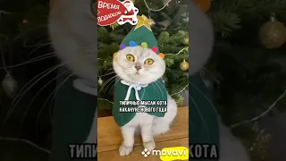 Котики после Праздников Смешные 🤣😹❄️#приколы #котэ