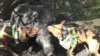 Australian Pig Hunting Big Boars Cape Trip 2020