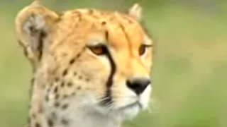 Cheetah Feeds her Cubs | BBC Studios