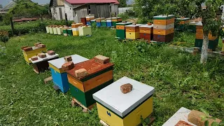 Чому бджоли не літають але повзають?