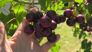 Paulk muscadine grape - the one to grow