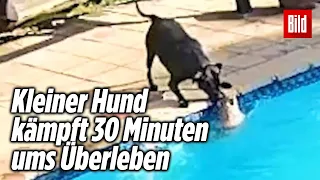 Hund rettet seinen Freund vor dem Ertrinken (herzzerreißend 💔)