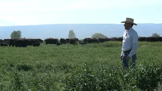 Raising Beef In Washington: A Ranch, Feed Yard, and Processing Facility