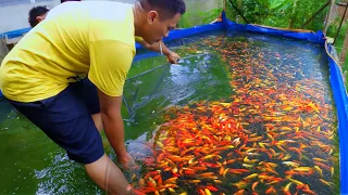 FISH FARMING - Inside the most successful ornamental fish farm! Harvesting Thousands of fish
