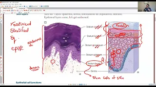 TA7 USMLE STEP 1 NEW GROUP: MSK SYSTEM (DERMATOLOGY 1)