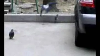 Crow vs Rat (Ворона против Крысы)