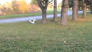 Seagulls vs. Squirrel