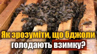 Ознаки того, що бджіл пора годувати взимку. Як визначити голод у бджіл?