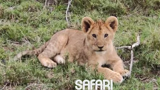 African Safari 4K • Scenic Relaxation video & Wildlife • Relaxing Music with Video 4K Ultra HD 🦣🦣🦒🐘🦛