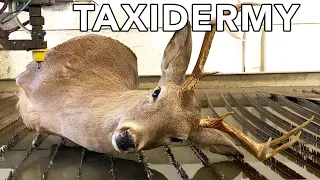 Taxidermy Deer Cut In Half With 60,000 PSI Waterjet