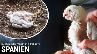 Spanien: Hühnerleid für Supermarkt-Fleisch! (ECC - Europäische Masthuhn-Initiative) (mit Untertitel)